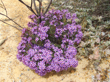 APII jpeg image of Calytrix  © contact APII