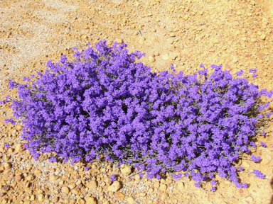 APII jpeg image of Dampiera  © contact APII