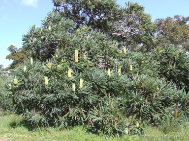 APII jpeg image of Banksia grandis  © contact APII