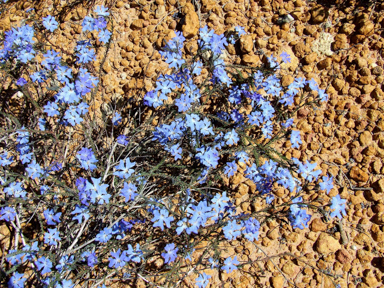 APII jpeg image of Lechenaultia biloba  © contact APII