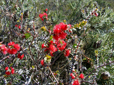 APII jpeg image of Verticordia grandis  © contact APII