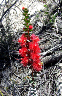 APII jpeg image of Verticordia grandis  © contact APII