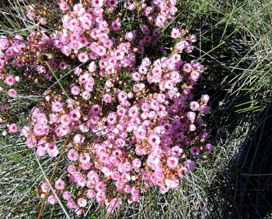 APII jpeg image of Verticordia picta  © contact APII