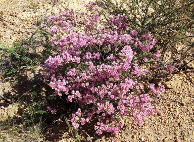 APII jpeg image of Verticordia picta  © contact APII