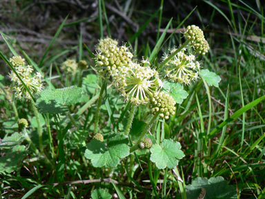APII jpeg image of Hydrocotyle laxiflora  © contact APII