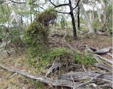 APII jpeg image of Clematis leptophylla  © contact APII