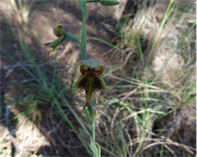 APII jpeg image of Calochilus paludosus  © contact APII