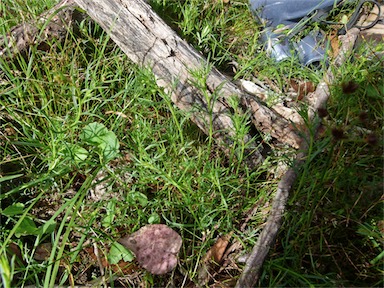 APII jpeg image of Haloragis heterophylla  © contact APII