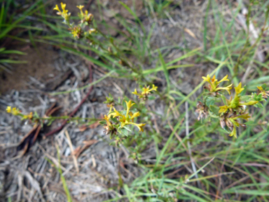 APII jpeg image of Pimelea curviflora var. sericea  © contact APII