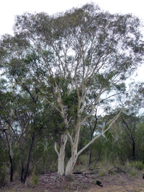 APII jpeg image of Eucalyptus mannifera  © contact APII