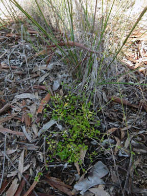 APII jpeg image of Capsella bursa-pastoris  © contact APII