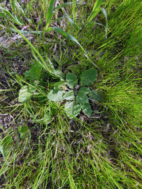 APII jpeg image of Cymbonotus lawsonianus  © contact APII