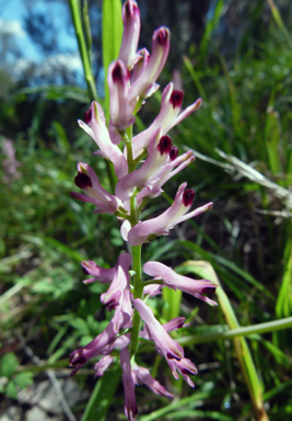 APII jpeg image of Fumaria bastardii  © contact APII