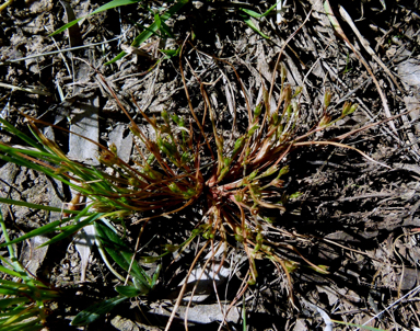 APII jpeg image of Juncus bufonius  © contact APII