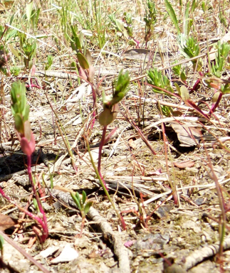 APII jpeg image of Lythrum hyssopifolia  © contact APII