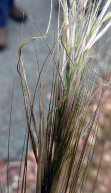 APII jpeg image of Austrostipa mollis  © contact APII