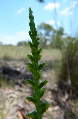 APII jpeg image of Microtis parviflora  © contact APII
