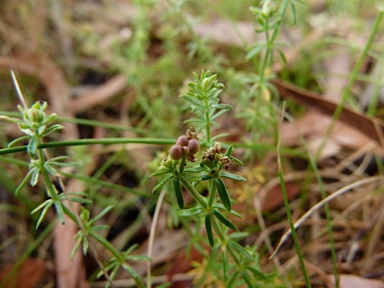 APII jpeg image of Asperula conferta  © contact APII