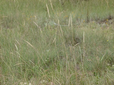 APII jpeg image of Dichelachne micrantha  © contact APII