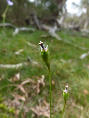 APII jpeg image of Wahlenbergia multicaulis  © contact APII
