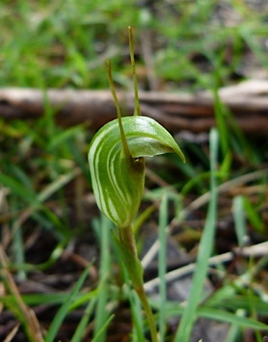 APII jpeg image of Diplodium coccinum  © contact APII