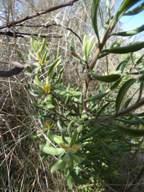 APII jpeg image of Persoonia rigida  © contact APII