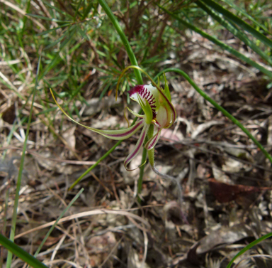 APII jpeg image of Caladenia parva  © contact APII
