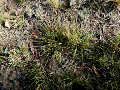 APII jpeg image of Eragrostis brownii  © contact APII