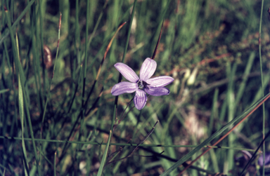 APII jpeg image of Agrostocrinum scabrum  © contact APII