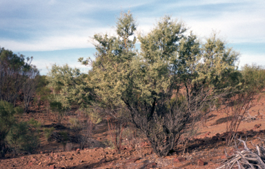 APII jpeg image of Acacia victoriae  © contact APII