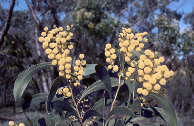 APII jpeg image of Acacia pycnantha  © contact APII