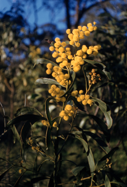 APII jpeg image of Acacia pycnantha  © contact APII