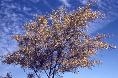 APII jpeg image of Acacia aneura  © contact APII