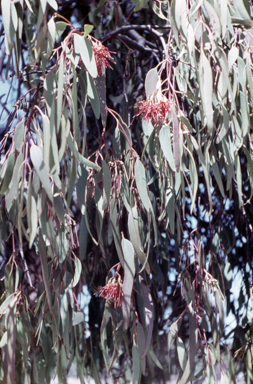 APII jpeg image of Amyema miquelii  © contact APII