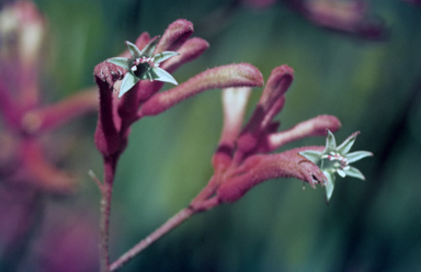 APII jpeg image of Anigozanthos flavidus  © contact APII