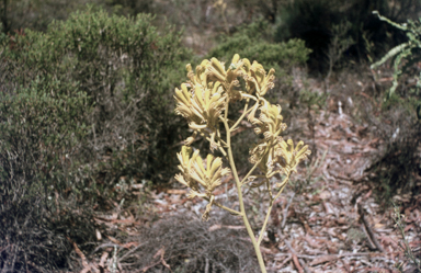 APII jpeg image of Anigozanthos pulcherrimus  © contact APII
