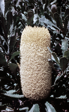 APII jpeg image of Banksia media  © contact APII