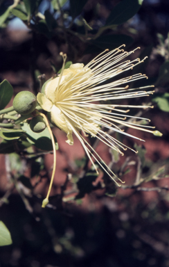 APII jpeg image of Capparis mitchellii  © contact APII