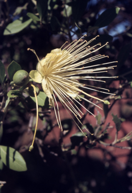 APII jpeg image of Capparis mitchellii  © contact APII