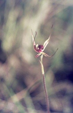 APII jpeg image of Caladenia leptochila  © contact APII