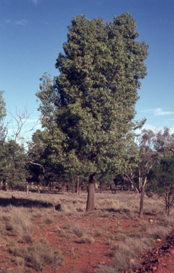 APII jpeg image of Brachychiton populneus  © contact APII