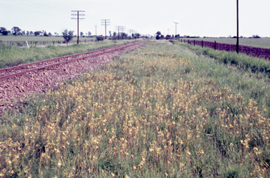 APII jpeg image of Bulbine bulbosa  © contact APII