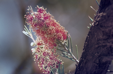 APII jpeg image of Callistemon brachyandrus  © contact APII