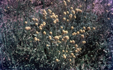 APII jpeg image of Calocephalus platycephalus  © contact APII