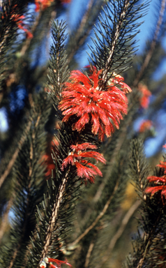 APII jpeg image of Calothamnus quadrifidus subsp. asper  © contact APII