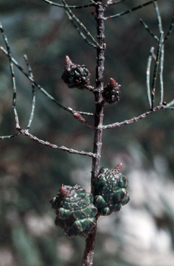 APII jpeg image of Allocasuarina muelleriana  © contact APII