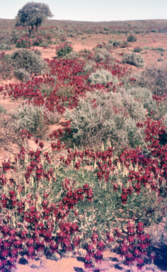 APII jpeg image of Swainsona formosa  © contact APII