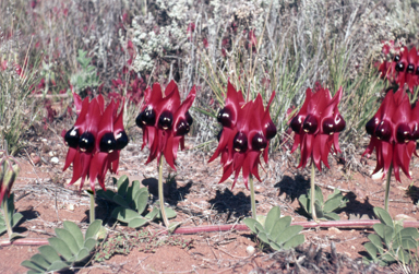 APII jpeg image of Swainsona formosa  © contact APII