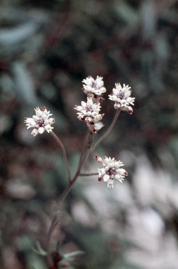 APII jpeg image of Conospermum patens  © contact APII