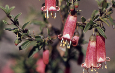 APII jpeg image of Correa pulchella  © contact APII